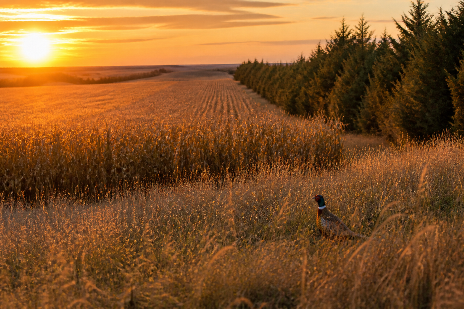 Conservation for Wild Pheasants: Food Plots and Shelterbelts