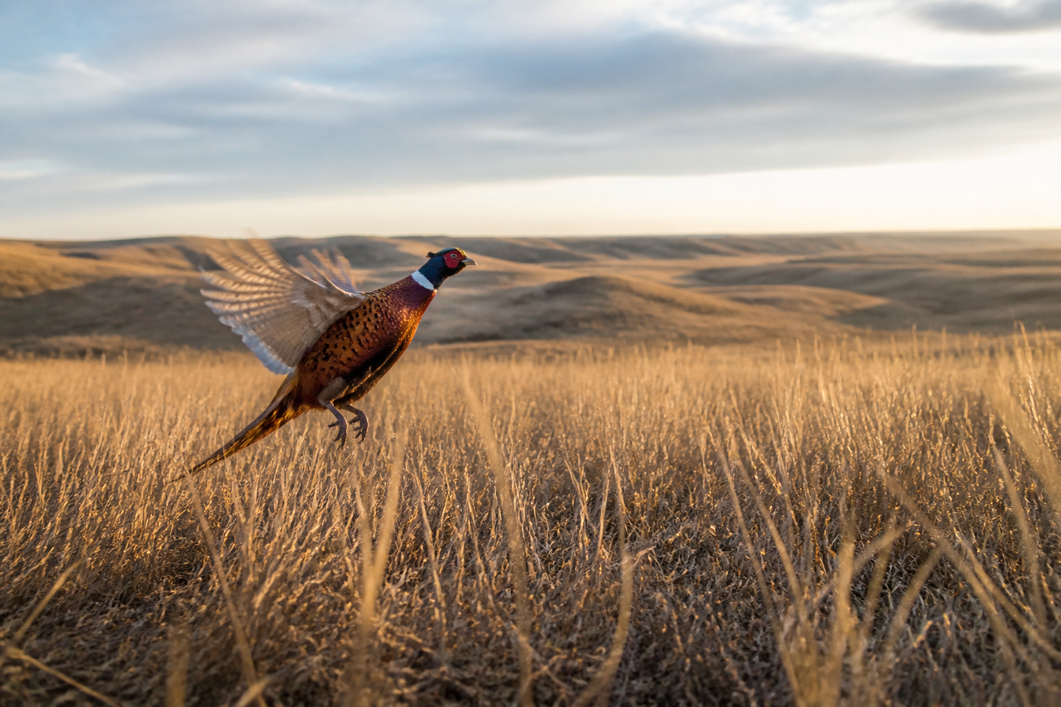 Wild South Dakota Pheasants vs. Preserve Birds: The Difference